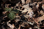 Allegheny spurge